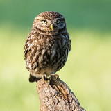 Little owls